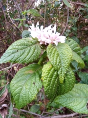 Achyrospermum fruticosum