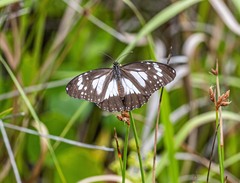 Danaus affinis