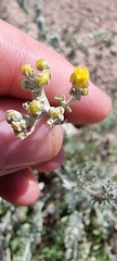 Ajania fastigiata
