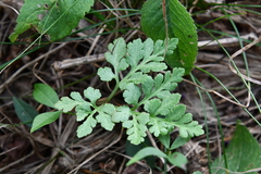 Sceptridium robustum