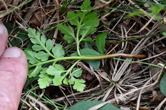 Sceptridium robustum