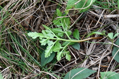 Sceptridium robustum