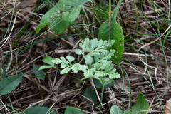 Sceptridium robustum