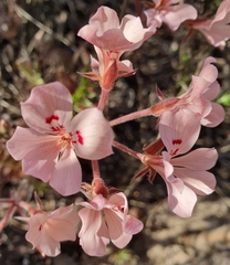 Pelargonium pinnatum