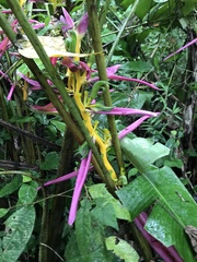 Heliconia aemygdiana