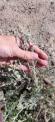Ajania fastigiata