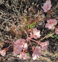 Pelargonium pinnatum