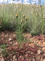 Adenophyllum wrightii