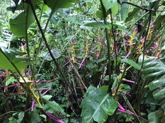 Heliconia aemygdiana