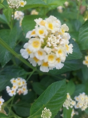 Lantana achyranthifolia