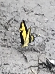 Heraclides androgeus