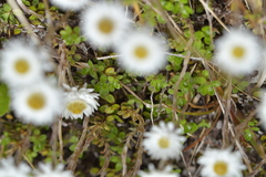 Anaphalioides bellidioides