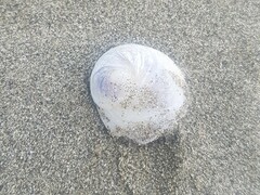 Sigapatella novaezelandiae