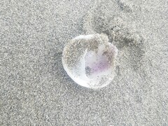 Sigapatella novaezelandiae