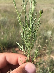 Adenophyllum wrightii