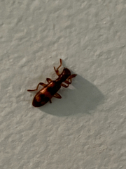 Cymatodera undulata
