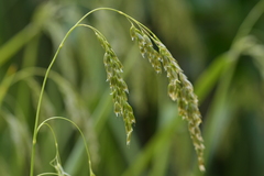 Anthoxanthum redolens