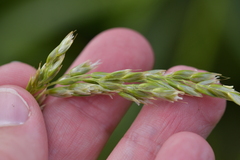 Anthoxanthum redolens