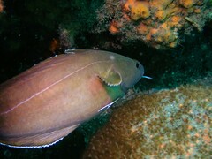 Lotella rhacina