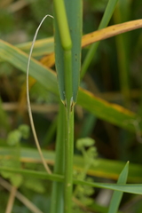 Anthoxanthum redolens