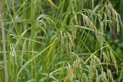 Anthoxanthum redolens