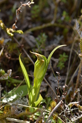 Pterostylis montana