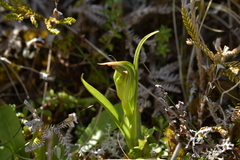 Pterostylis montana