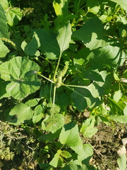 Xanthium orientale
