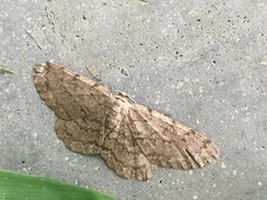 Hypomecis punctinalis conferenda