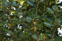 Brachyglottis elaeagnifolia