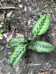 Goeppertia variegata