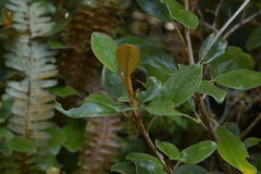 Brachyglottis elaeagnifolia