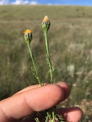 Adenophyllum wrightii