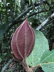 Miconia paleacea