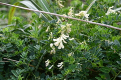 Vicia amurensis