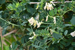 Vicia amurensis