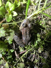 Rana draytonii
