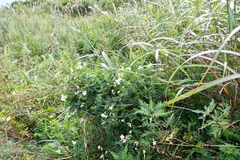 Vicia amurensis