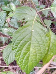 Achyrospermum fruticosum