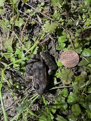 Rana draytonii
