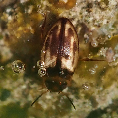 Hydroglyphus japonicus