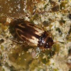 Hydroglyphus japonicus