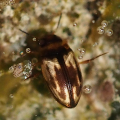 Hydroglyphus japonicus