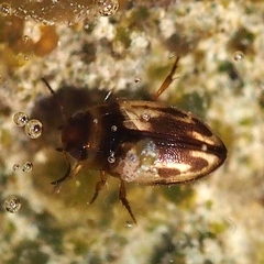 Hydroglyphus japonicus