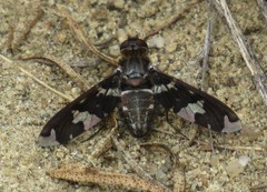 Exoprosopa dorcadion
