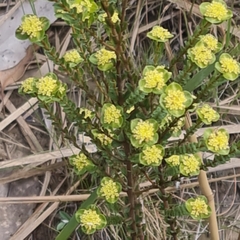 Pimelea flava