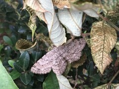 Hypomecis punctinalis conferenda