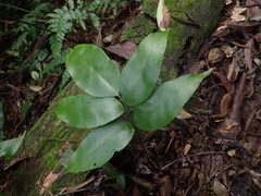 Diplazium donianum