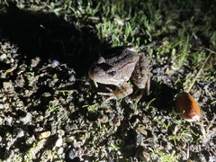 Rana draytonii