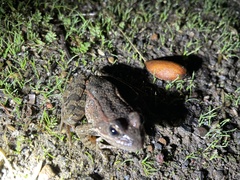 Rana draytonii